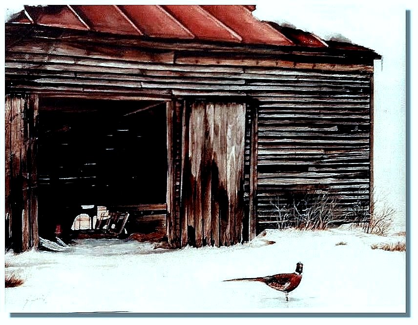 Barn yard Pheasant